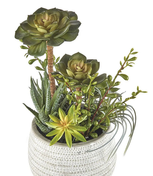 Composizione piante grasse - set 2 pz