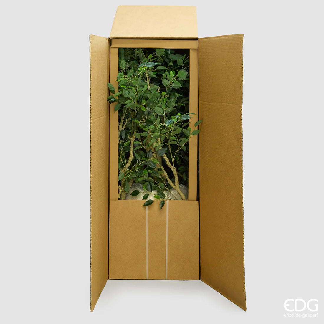 Aralia Vogue Con Vaso