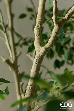 Aralia Vogue Con Vaso