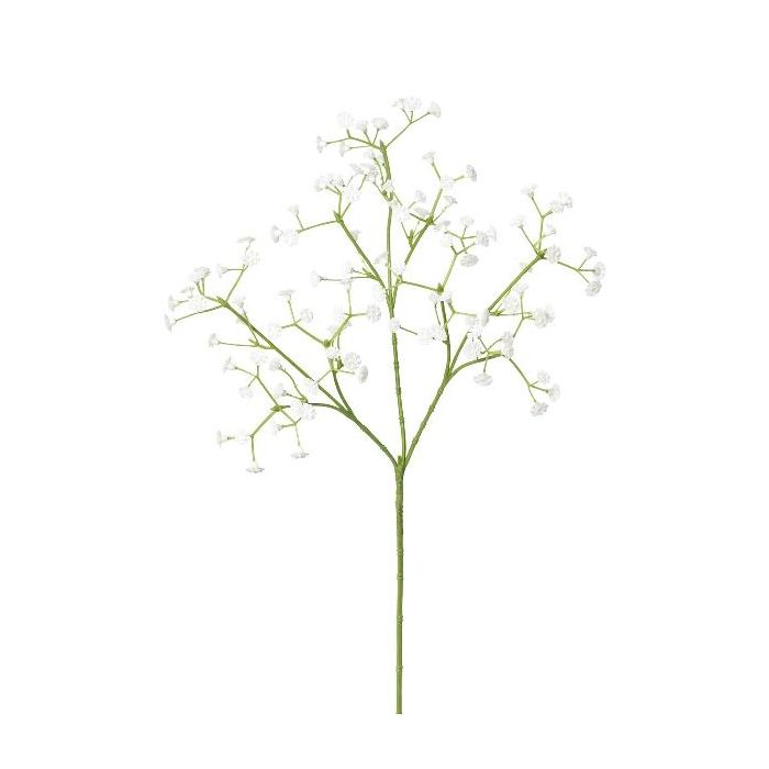 Gypsophila Ramo