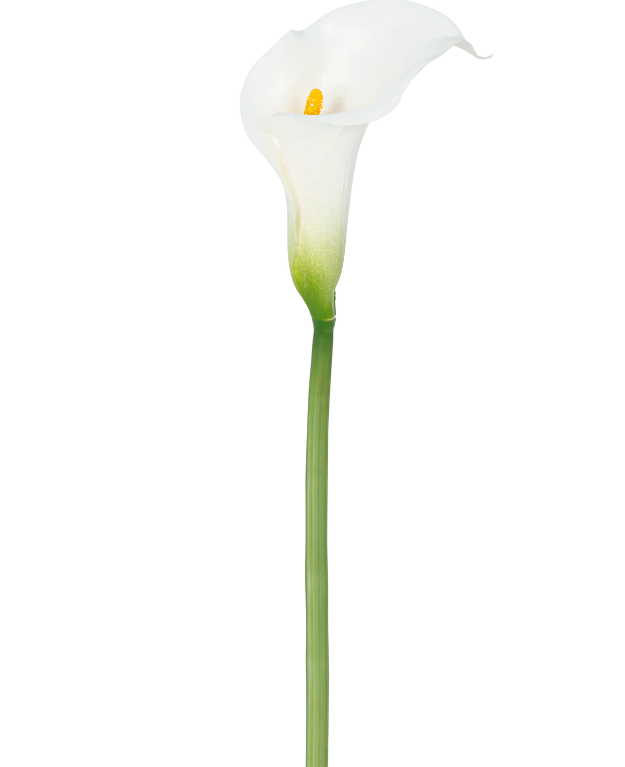 Calla West Ramo H65 Stretta B8