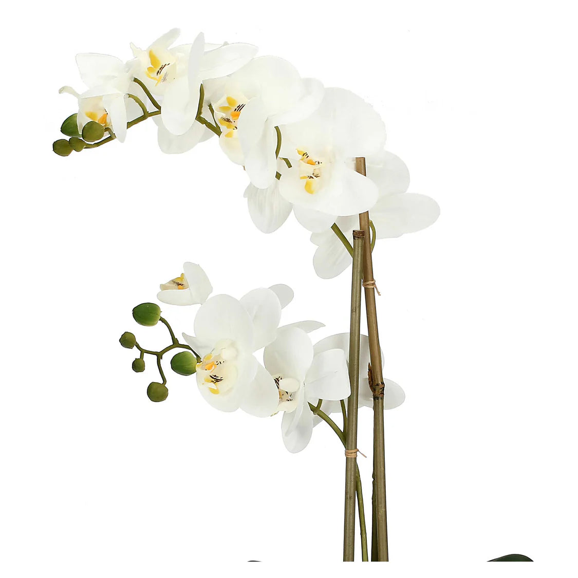 VERONICA ZOLLA CON ORCHIDEE BIANCHE L