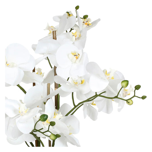 VERONICA ZOLLA C/ORCHIDEE BIANCHE XL