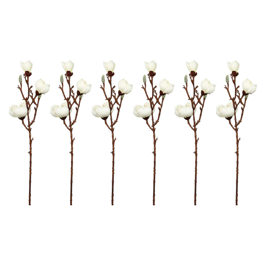 Magnolia rosa