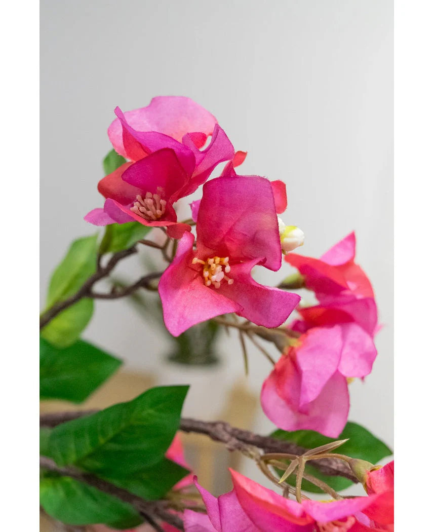 Bouganvillea Ramo H.93 C6