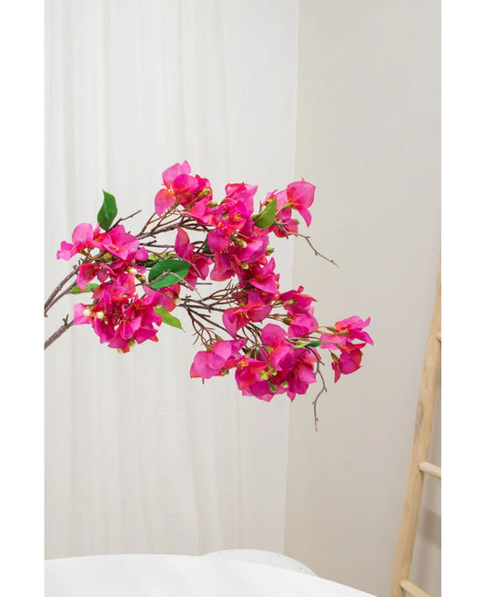 Bouganvillea Ramo H.93 C6