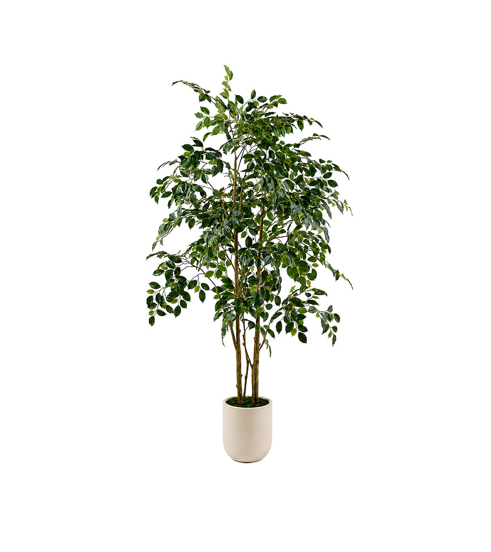 Ficus Beniamino Vogue Con Vaso
