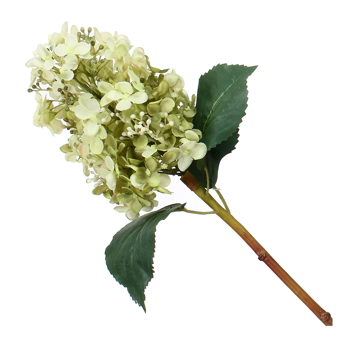 Fiorile Paniculata Bianca E Verde