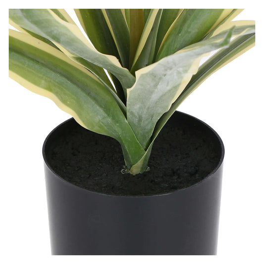 Piantala Agave S
