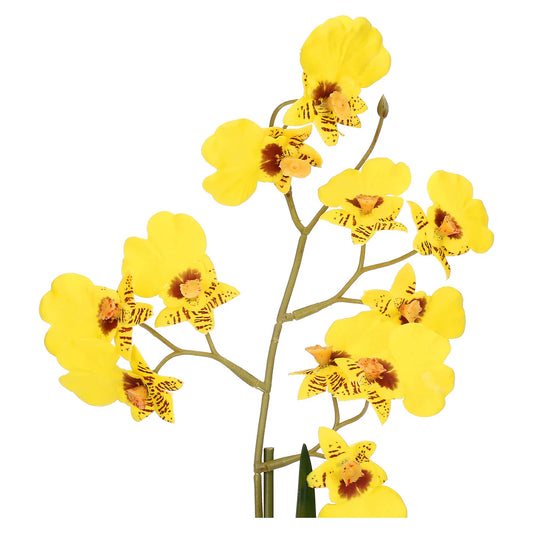Veronica Zolla Oncidium Gialla S