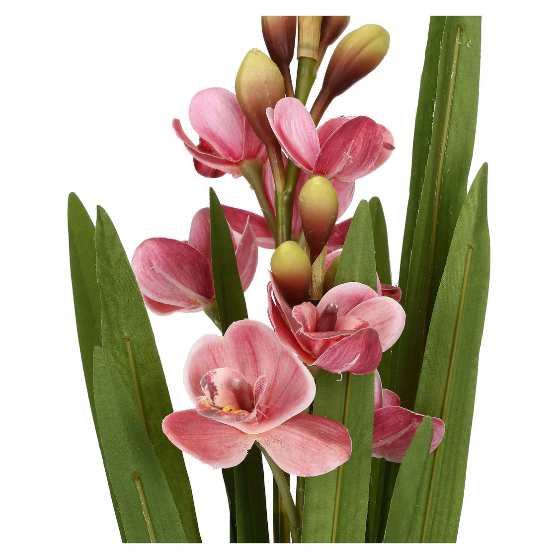 Veronica Zolla Cymbidium Rosa S