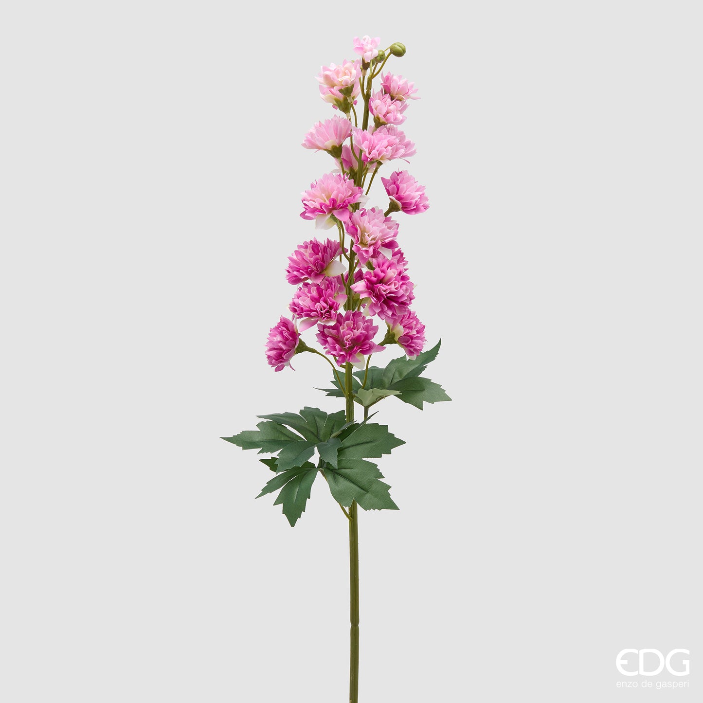 Delphinium Ramo H.135 C4