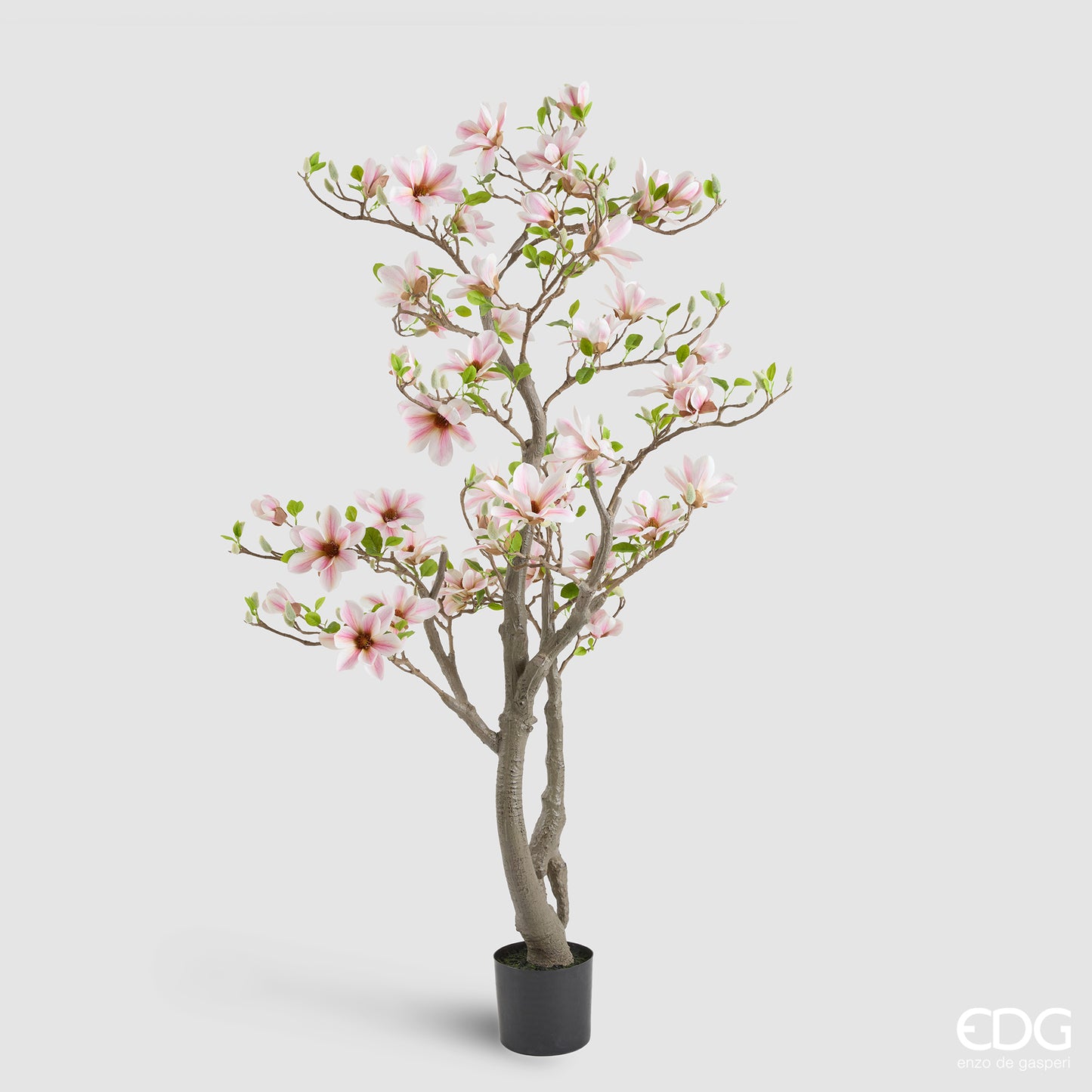 Magnolia Con Foglie Con Bocciolo Con Vaso
