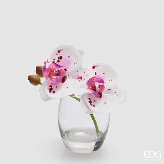 Orchidea Phalaenopsis Con Bocciolo Con Vaso