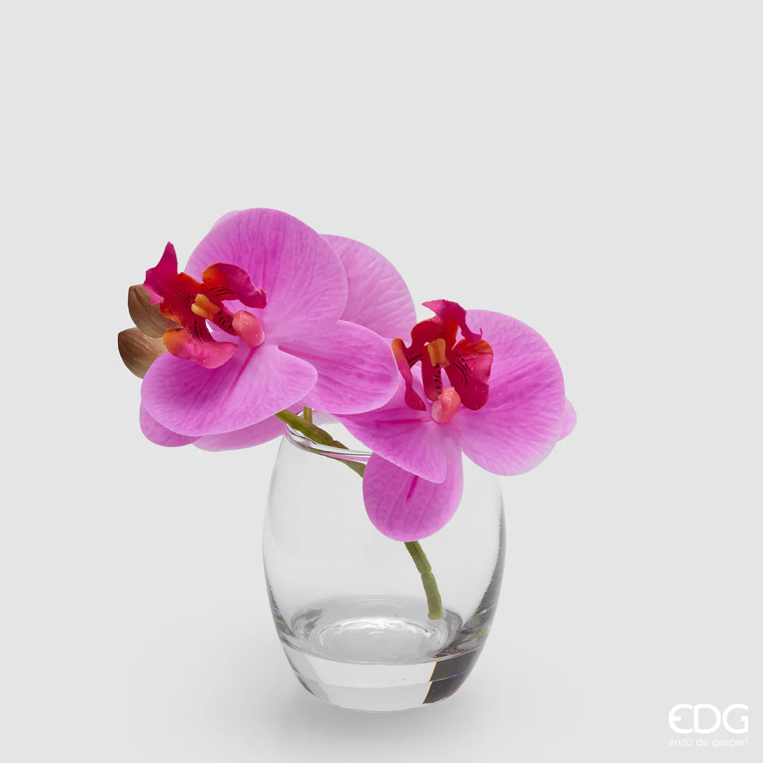 Orchidea Phalaenopsis Con Bocciolo Con Vaso