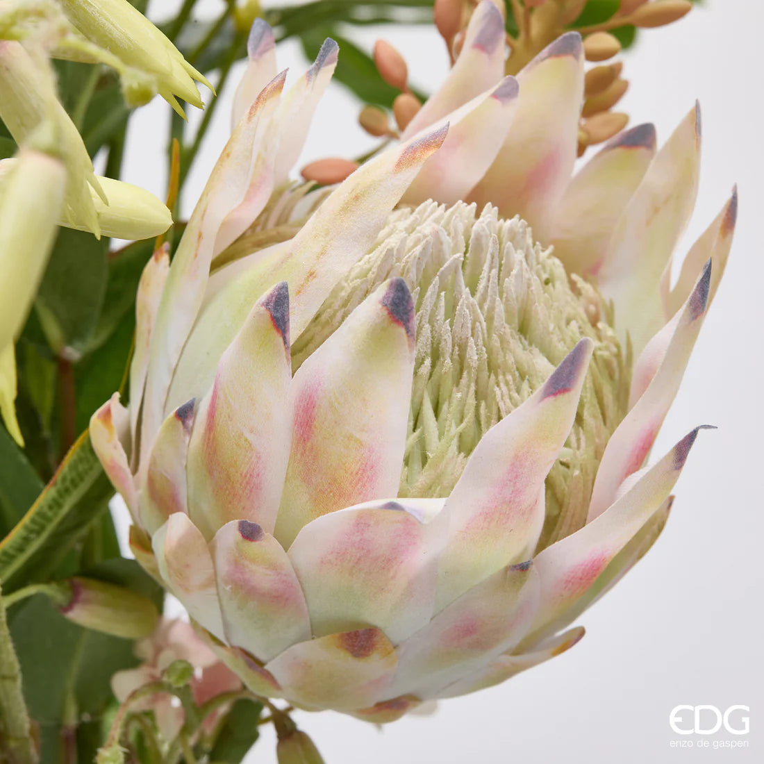 Protea Composizione Con Foglie H.71 C6
