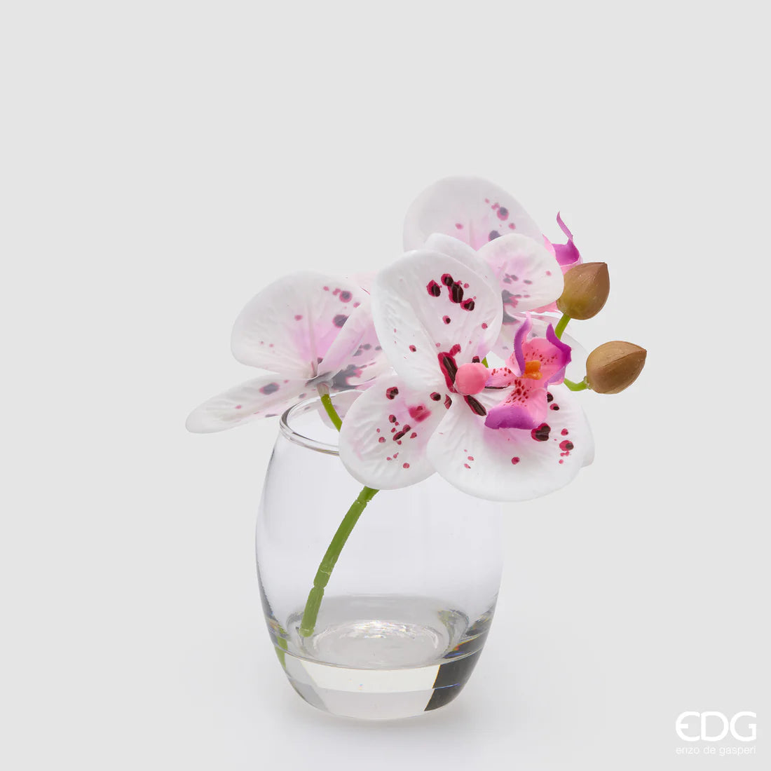 Orchidea Phalaenopsis Con Bocciolo Con Vaso