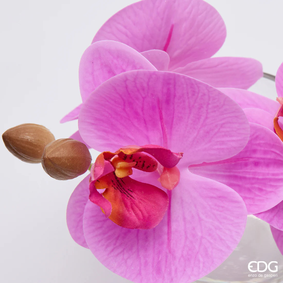 Orchidea Phalaenopsis Con Bocciolo Con Vaso