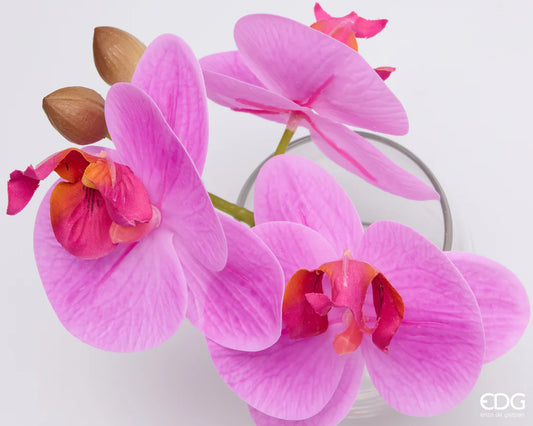 Orchidea Phalaenopsis Con Bocciolo Con Vaso