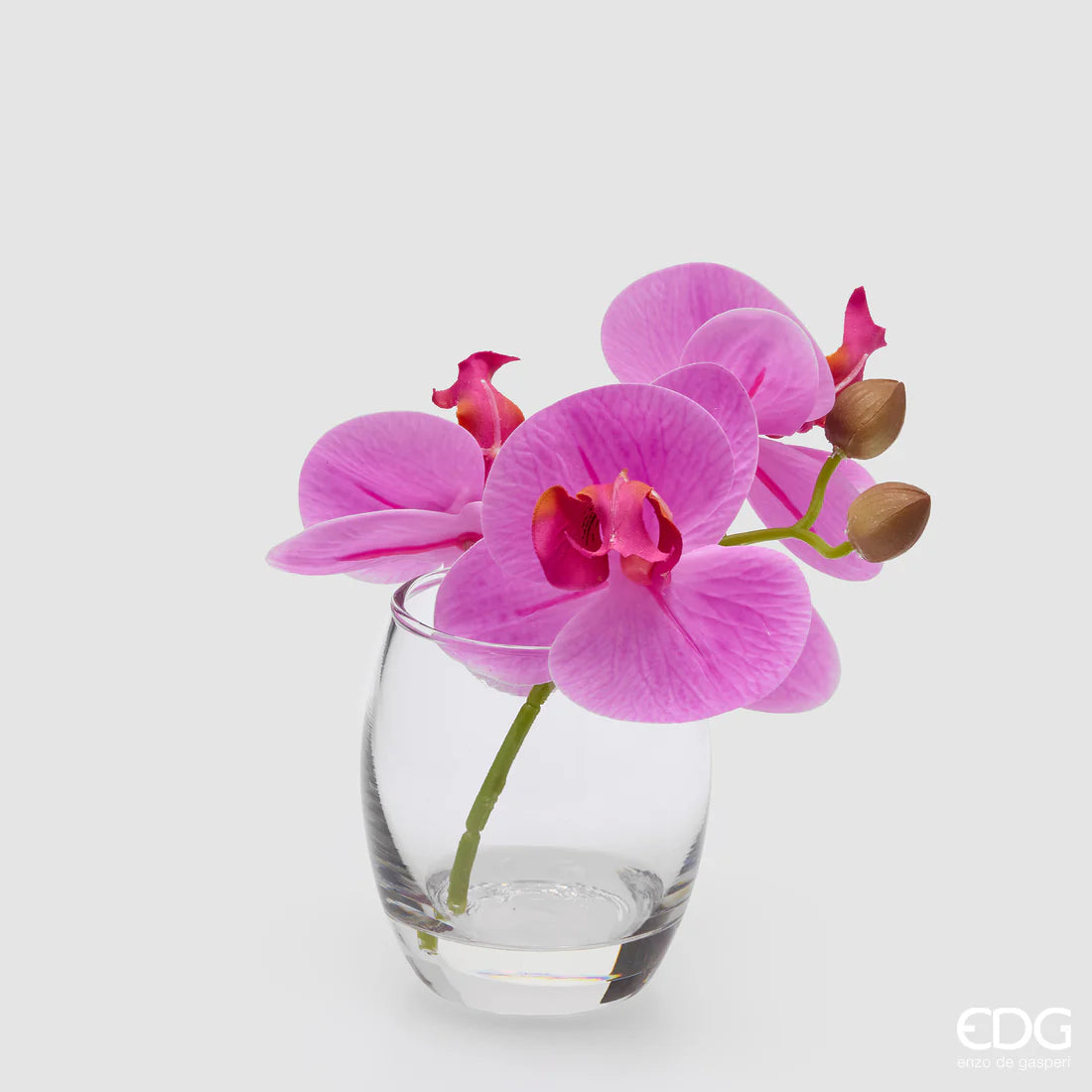 Orchidea Phalaenopsis Con Bocciolo Con Vaso