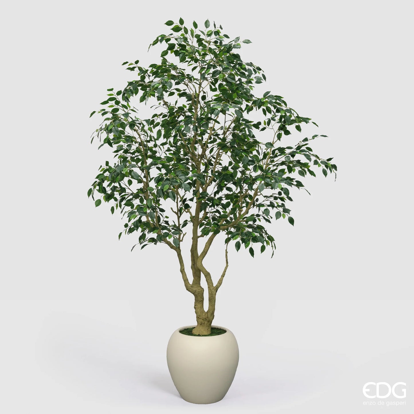 Aralia Vogue Con Vaso