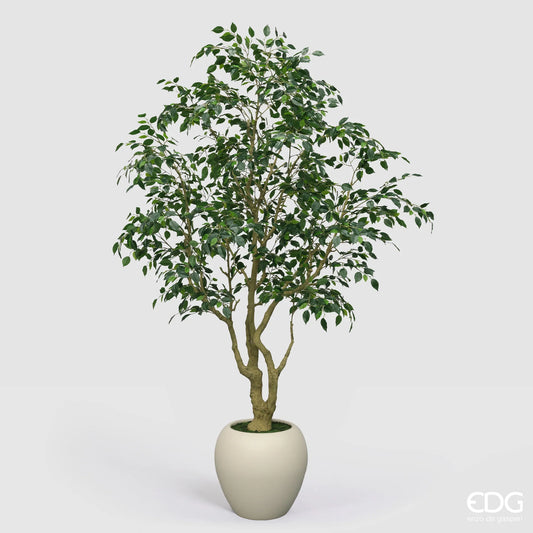 Aralia Vogue Con Vaso