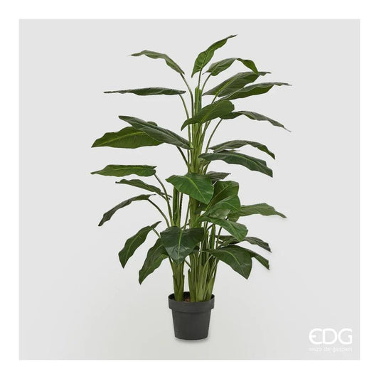 Calla Pianta c/vaso