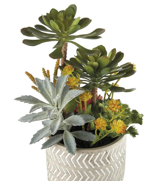 Composizione piante grasse - set 2 pz