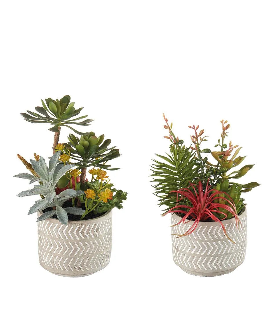 Composizione piante grasse - set 2 pz
