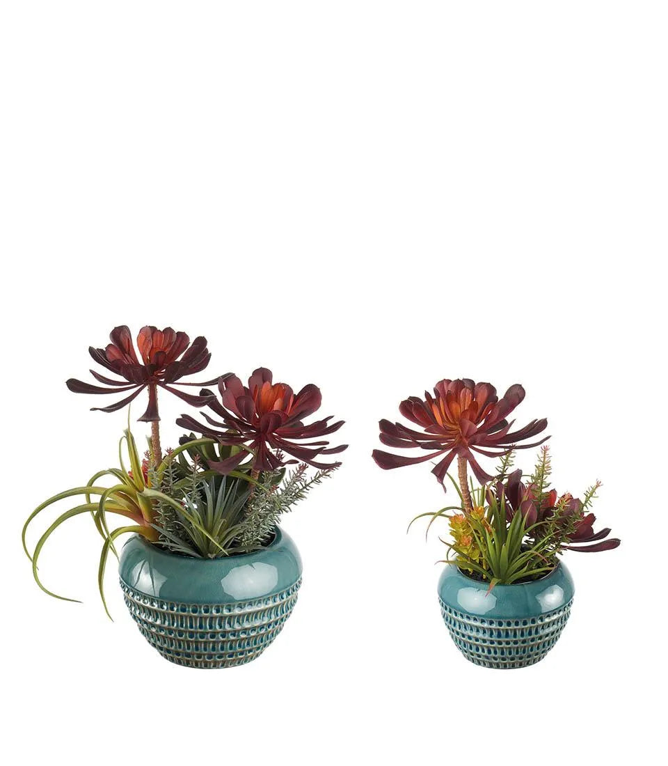 Composizione piante grasse - set 2 pz