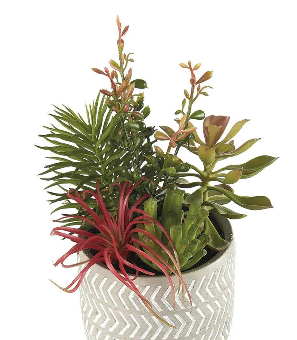 Composizione piante grasse - set 2 pz