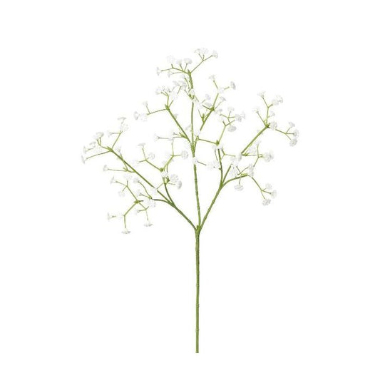 Gypsophila Ramo