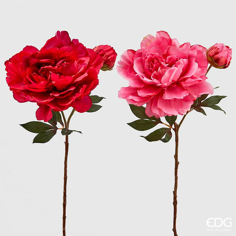 Ramo di Peonia Real con Bocciolo Fucsia