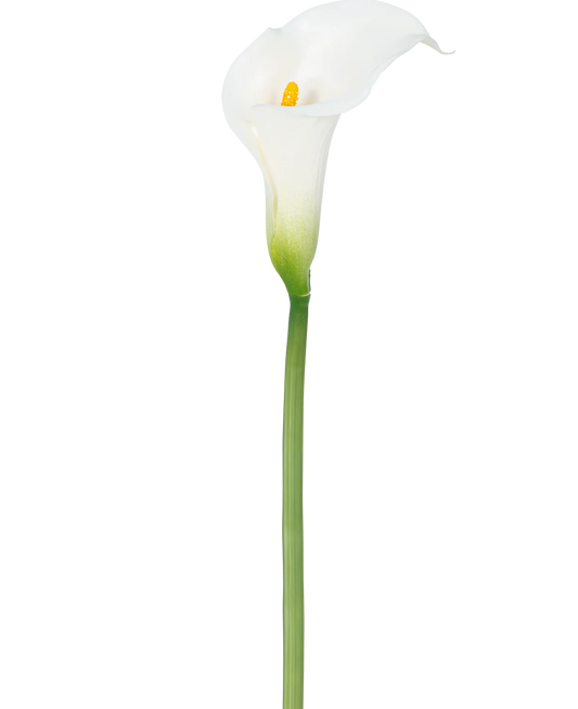 Calla West Ramo H65 Stretta B8