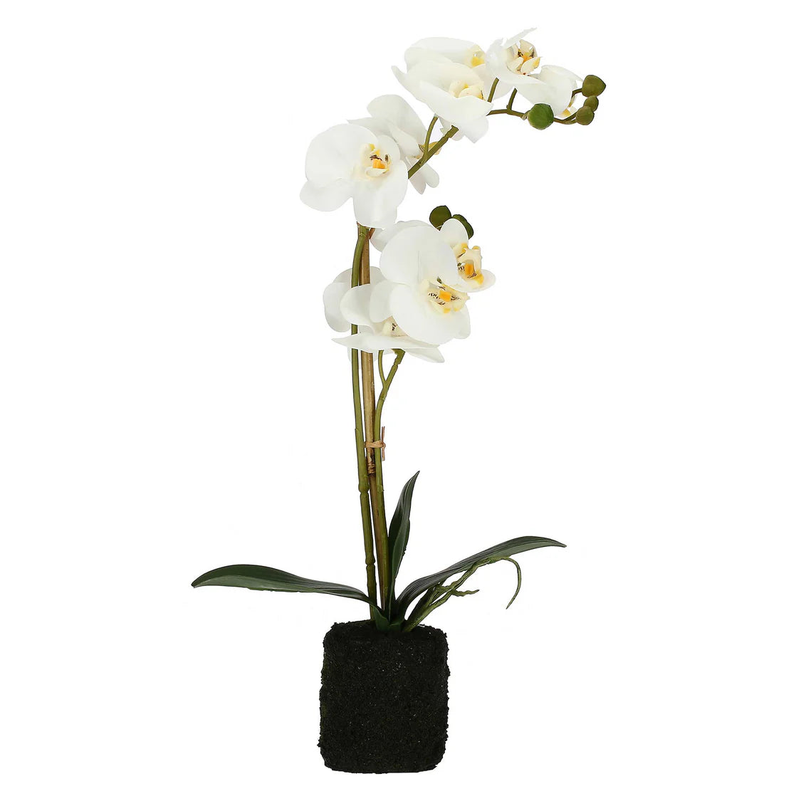 VERONICA ZOLLA CON ORCHIDEE BIANCHE M