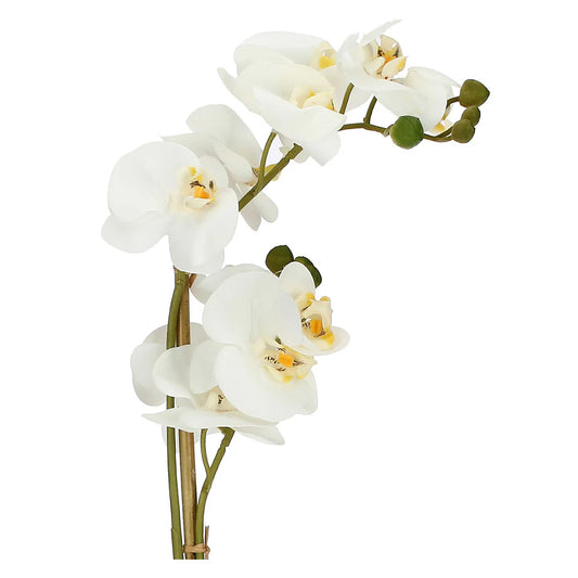 VERONICA ZOLLA CON ORCHIDEE BIANCHE M