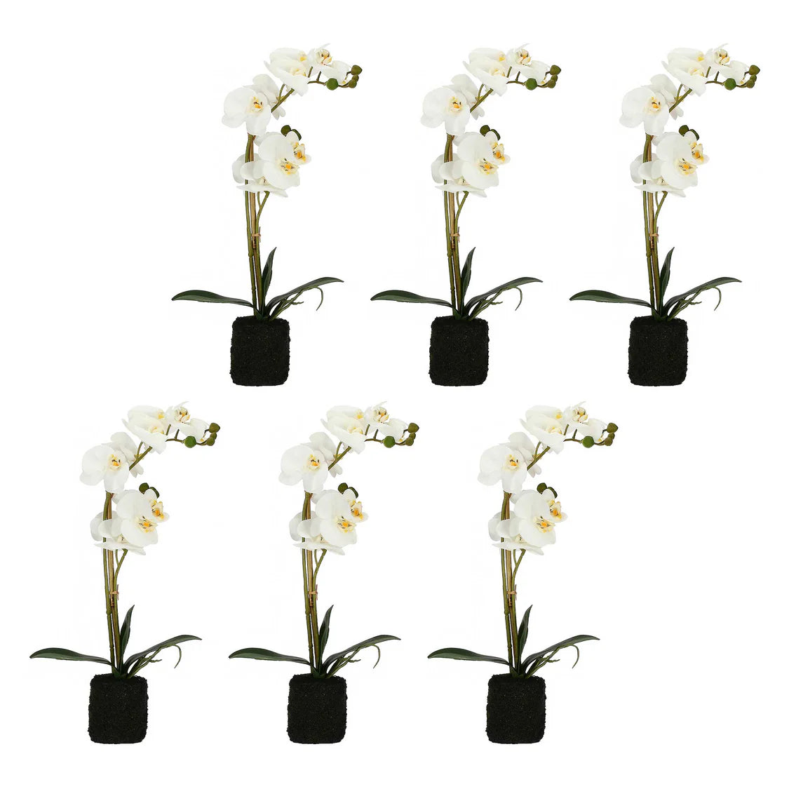 VERONICA ZOLLA CON ORCHIDEE BIANCHE M