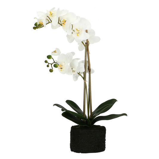 VERONICA ZOLLA CON ORCHIDEE BIANCHE L