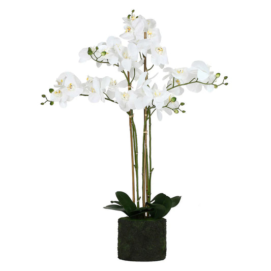 VERONICA ZOLLA C/ORCHIDEE BIANCHE XL