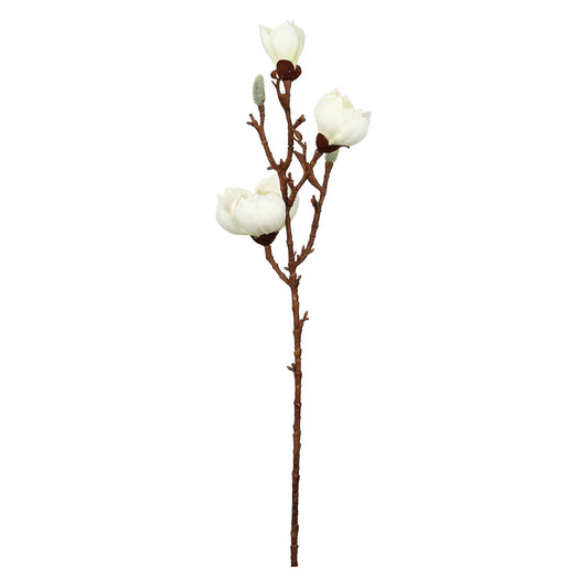 Magnolia rosa