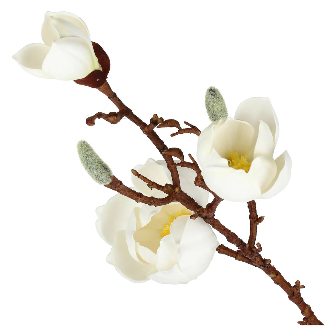 Magnolia rosa