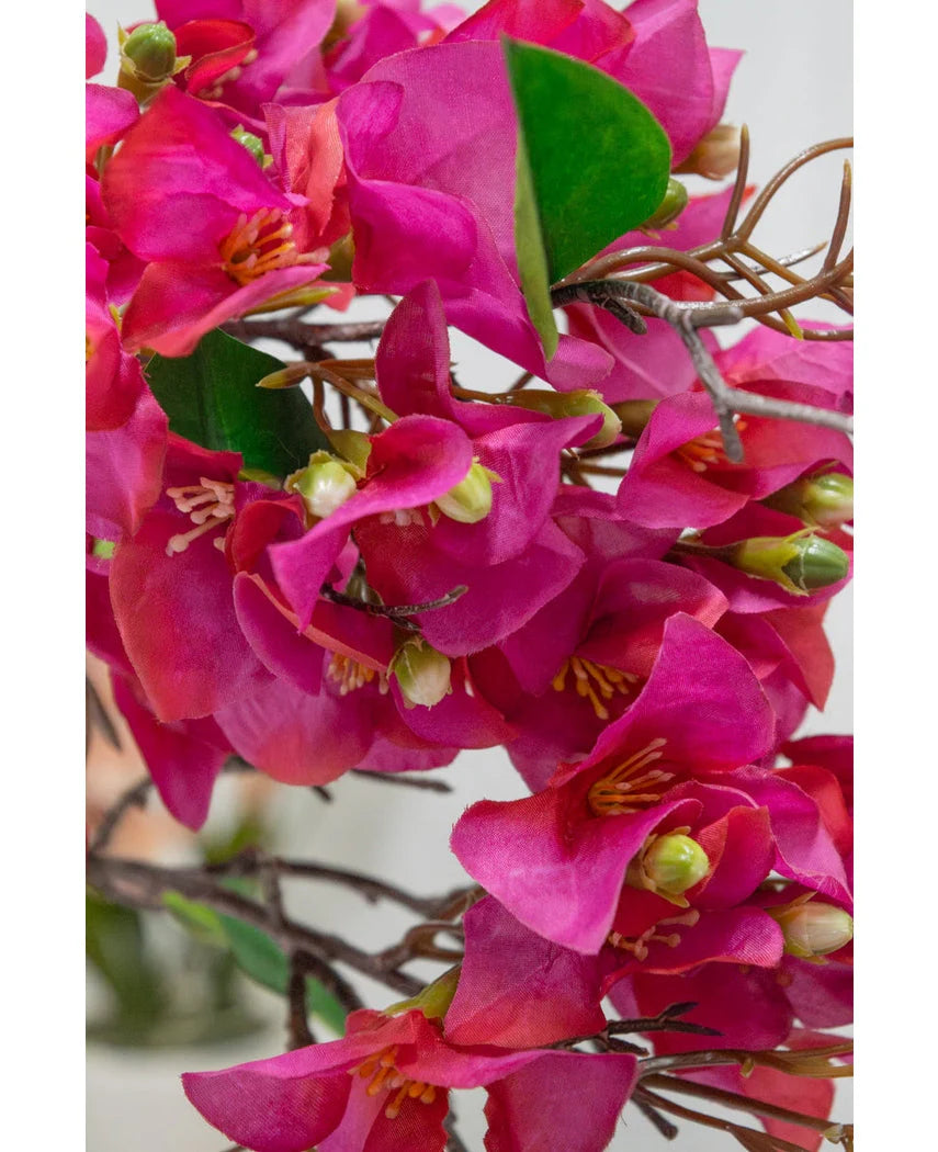 Bouganvillea Ramo H.93 C6