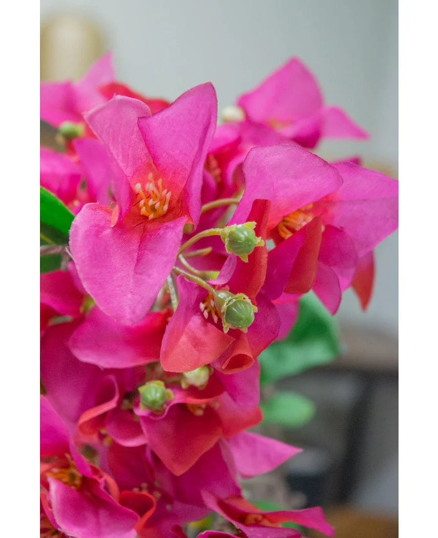 Bouganvillea Ramo H.93 C6