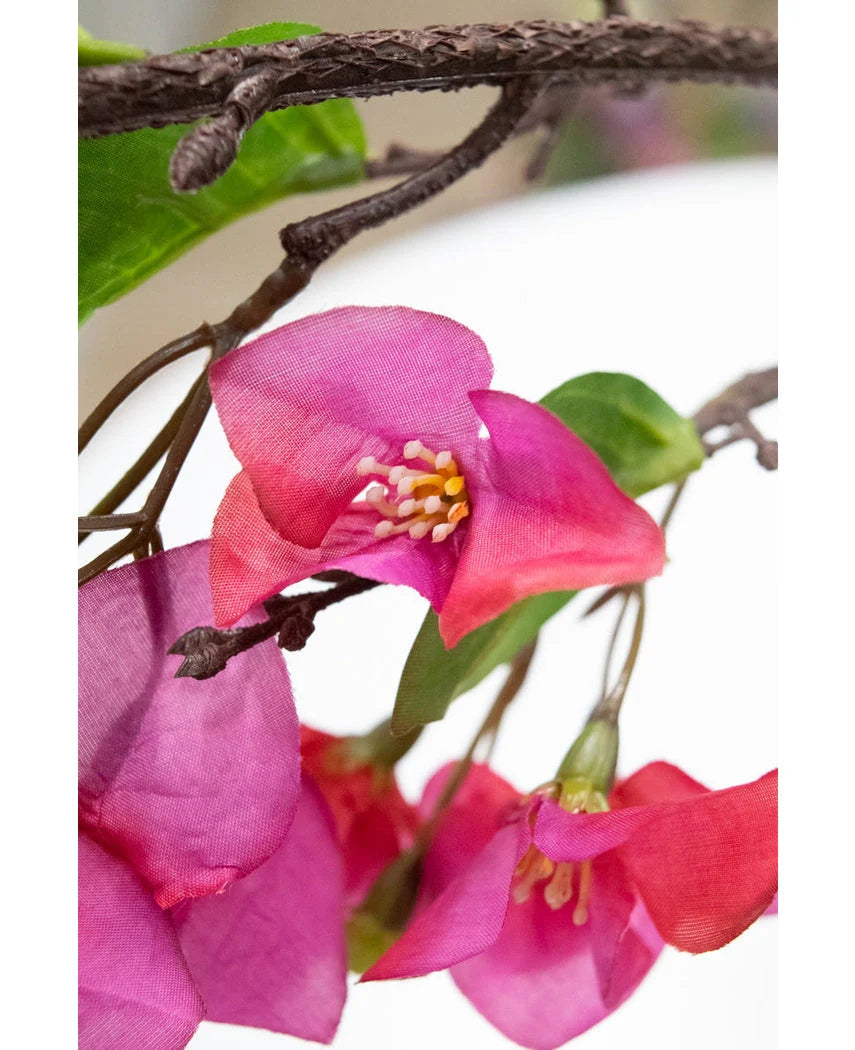 Bouganvillea Ramo H.93 C6