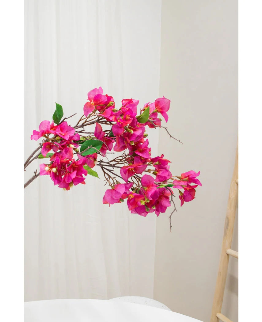 Bouganvillea Ramo H.93 C6
