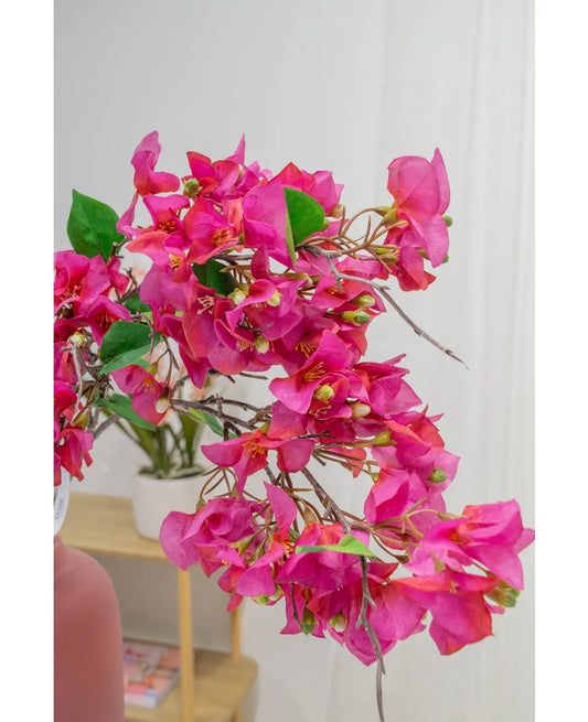 Bouganvillea Ramo H.93 C6