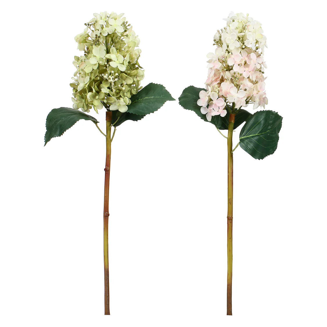 Fiorile Paniculata Bianca E Verde