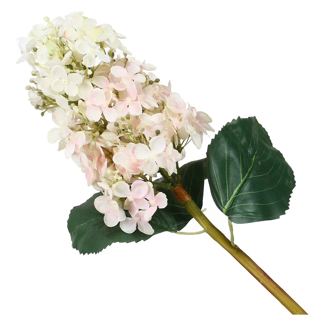Fiorile Paniculata Bianca E Verde