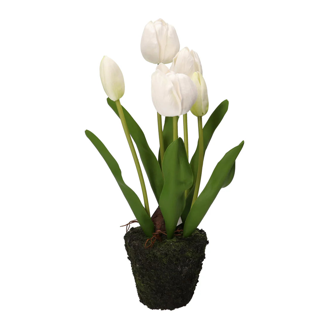 Anna Tulipano Bianco Zolla M