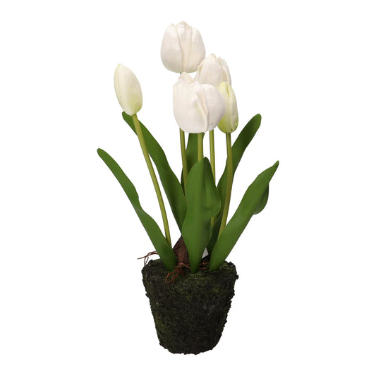 Anna Tulipano Bianco Zolla M